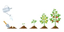 Tomato Growth. Stages Of Plant Seeding, Flowering And Fruiting. Vegetable Green Sprout Grow. Agriculture Planting Process Vector Infographic