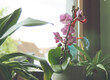 Orchidee zu Hause