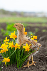 Wall Mural - A cute chicken stands in blooming bright yellow daffodils