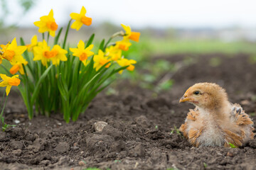 Wall Mural - Cute chicken sits on the ground in the garden against the background of blooming bright yellow daffodils