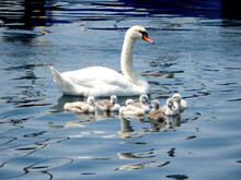 Swan With Cygnets On The Calm Waters Of A Lake