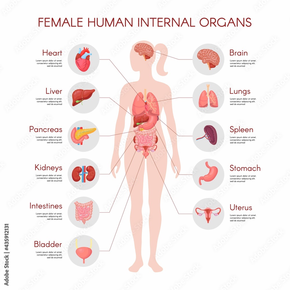 Human body anatomy, vector woman internal organ poster. Medical infographic  illustration. Liver, stomach, heart, brain, female reproductive system,  bladder, kidney, thyroid. Isolated white background Stock Vector | Adobe  Stock, image size:1000x1000