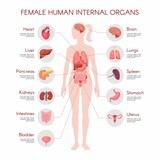 Fototapeta Dinusie - Human body anatomy, vector woman internal organ poster. Medical infographic illustration. Liver, stomach, heart, brain, female reproductive system, bladder, kidney, thyroid. Isolated white background