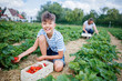 Cheerful boy picking strawberry in a field