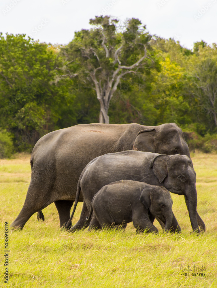 Tunpath Rana Three elephants (Thunpath rana) Stock Photo | Adobe Stock