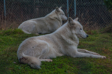 2 gray wolves