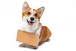 © Masarik - Funny smiling welsh corgi pembroke dog with empty cardboard sign hanging around its neck, isolated on white background, front view, copy space. Template for advertising.