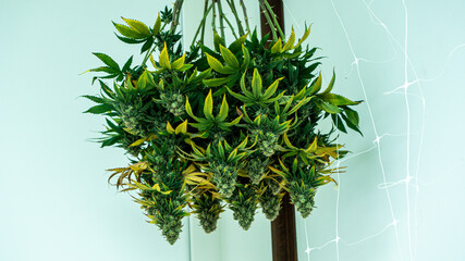 Sticker - Drying flowers from an indoor cannabis grow