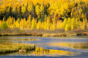 Wall Mural - A small northwoods cabin nestled among birch trees in peak autumn color on the shore of a Wisconsin wetland bog.