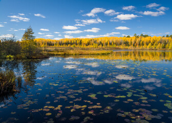 Wall Mural - Morning light on an autumn forest as cloud reflections drift across a Wisconsin wetland lake.