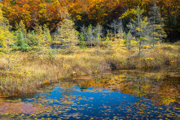 Wall Mural - Autumn larch trees on the shore of Little Carr Lake glow in the warm light of a setting sun.  Oneida County, Wisconsin.