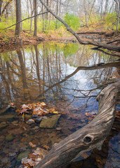 Wall Mural - Autumn colors reflected in the calm surface of a quiet stream.