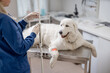 A big white dog on an intravenous therapy lying on examination table. Dog paw with an catheter and band-aid. Pet treatment and care.
