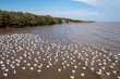 Seagulls on the water surface by the mangrove 001