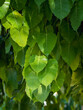 The leaves of the bodhi tree in the botanical garden 001