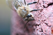 Closeup shot of a honeybee