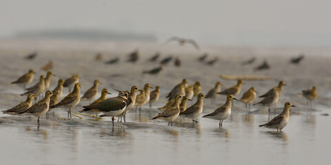 pacific golden plover bird in a riverbed