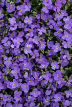 Aubrieta Flower Carpet, Beautiful Groundcover In Garden. Purple Nature Carpet