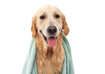 Wall Mural - Golden retriever dog in bathtub after washing