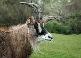 Aufkleber - A close up profile portrait of a roan antelope, Hippotragus equinus. It shows the head and neck together with large antlers