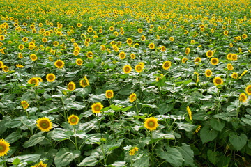 Wall Mural - Sunflower field background　ひまわり畑の背景 新潟県津南町