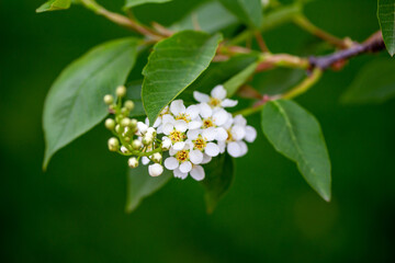 Wall Mural - Abstract close-up view of a branch of delicate white flowers and buds on a Canada red chokecherry (prunus virginiana) tree in spring, with defocused background