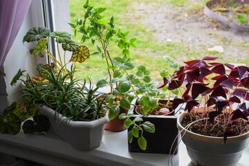 Various spring flowers in pots stand on the windowsill. Top view with copy space. Summer nature landscape with fresh flowers.