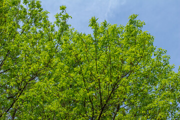 Wall Mural - low angle full frame view of a green ash (fraxinus pennsylvanica) treetop covered with leaves, and b