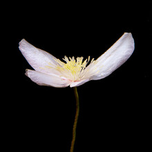 Four-white Patel Spring Fresh Flower. Mockorange Minimal Cocept On The Black Background