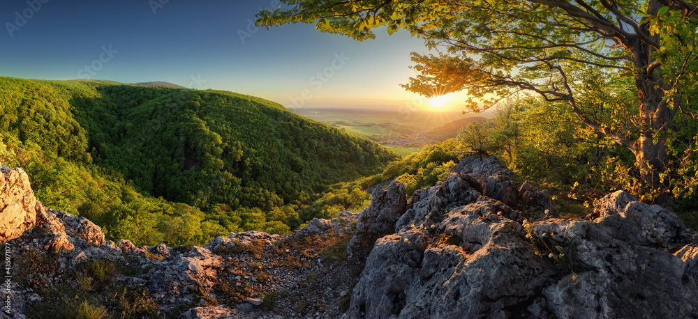 Panorama of spring with sun and tree, Slovakia - obrazy, fototapety, plakaty 