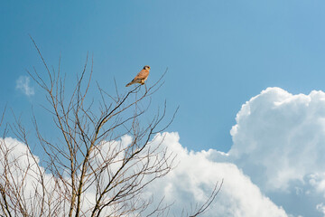 Close-up of a Kestrel bird of prey sits in the top of a bare tree. Against a dramatically blue and white colored sky