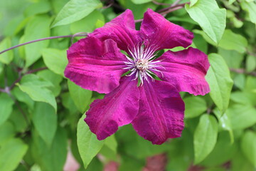 Beautiful spring flowers, fresh nature