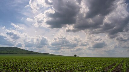 Wall Mural - Amazing time lapse video with spring agricultural field and alone tree in the middle