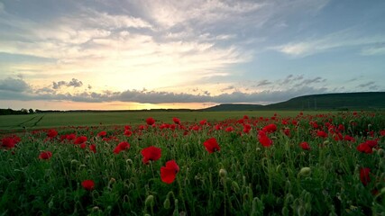 Wall Mural - Amazing video with a spring field of poppies in golden hour at sunset