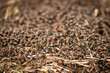 Big anthill and nest of formica rufa, also known as the red wood ant, southern wood ant, or horse ant, close up