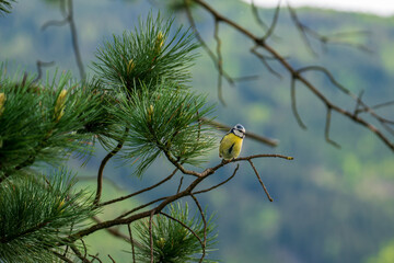 blue tit, cyanistes caeruleus, perched on a twig from a swiss stone pine