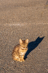 Wall Mural - Small kitten with shade siting on asphalt road