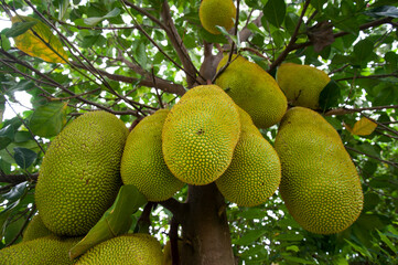 Wall Mural - Asian summer fruits named Jackfruit scientific name Artocarpus heterophyllus, Jackfruit hanging on jackfruit tree.