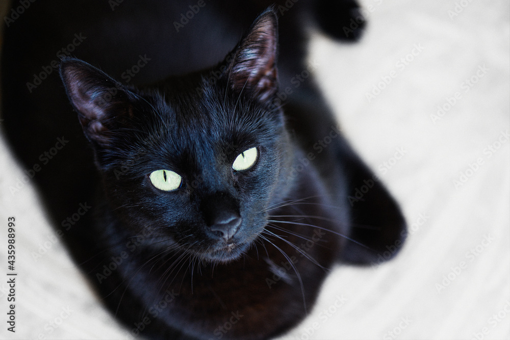 Czarny kot patrzący w obiektyw. Wyraźne zielonkawe oczy, rozmyte tło. - obrazy, fototapety, plakaty 