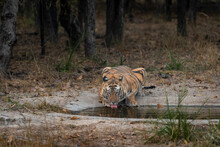 Wild Adult Male Bengal Tiger In Action Drinking Water Or Quenching Thirst From Waterhole In Safari At Bandhavgarh National Park Or Tiger Reserve Madhya Pradesh India - Panthera Tigris Tigris