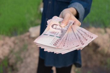 Thai money banknote thousand baht in woman farmer hand with a green rice farm background