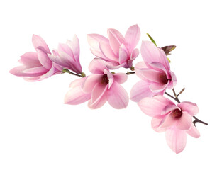 Beautiful pink magnolia flowers on white background