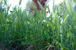 Grass, green, nature, close-up, verdure