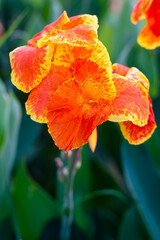Wall Mural - Canna Lily in the garden for background
