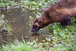 Wolverine, Gulo gulo, close up portrait while drinking from a pond.