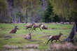 red deer, Cervus elaphus, young stags running and bucking in a field surrounded by woodland during spring in Scotland.
