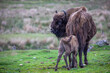 European bison, Bison bonasus, feeding young, calf in a field on an early summers morning.