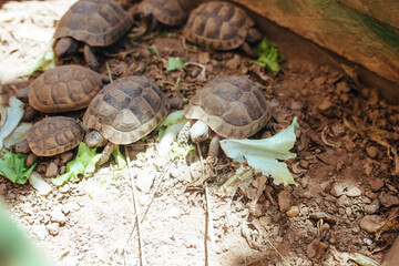 land turtles crawl in the flower bed and eat lettuce