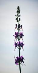 Planta silvestre de tallo largo con pétalos morados en campo