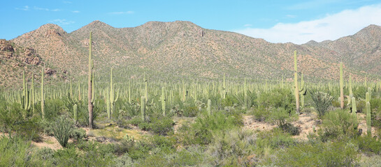 Wall Mural - Saguaro National Park in Arizona, USA